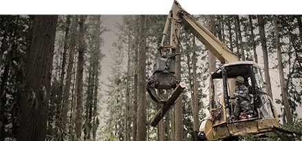 Construction machine in a forest